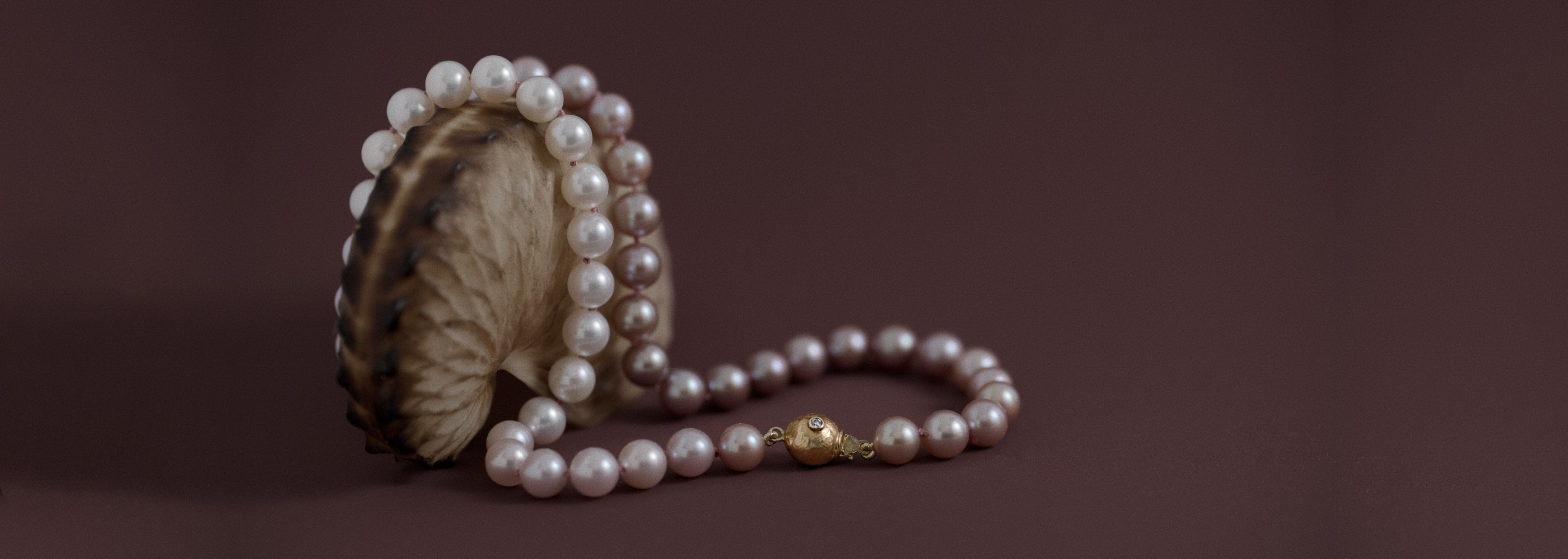 colour fade pearls with 14ct gold clasp draped over shell
